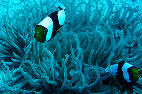 clown fish underwater photo