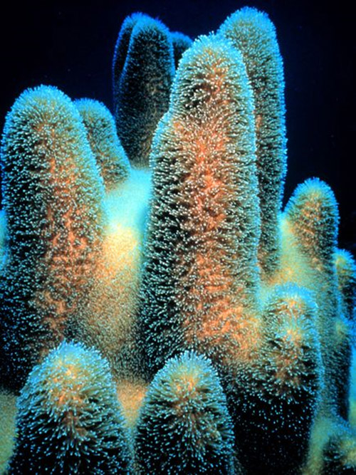 pillar coral underwater photo