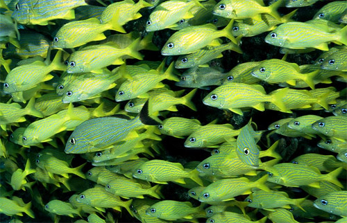 fish clan underwater photography
