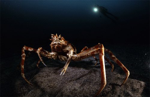 Giant Spider Crab Photo