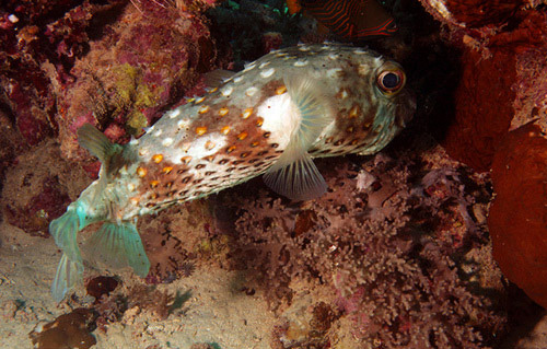 fish underwater photography