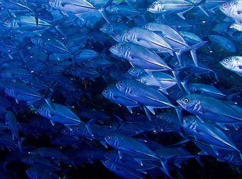 blue fish photo