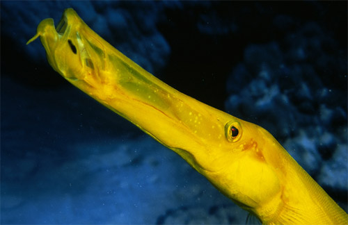 yellow trumpet fish