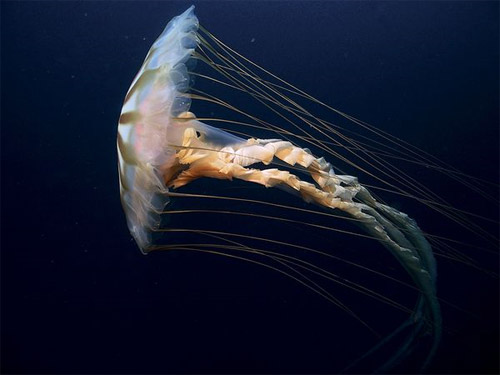 cool jelly fish photo