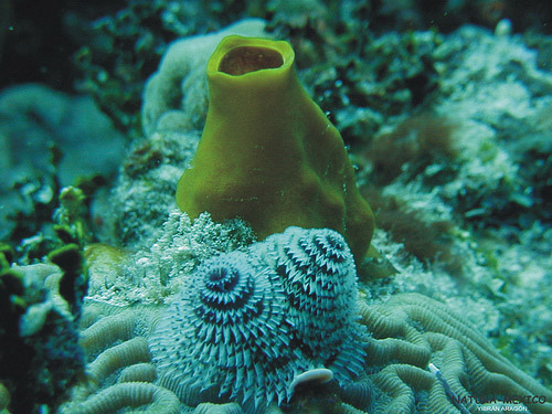 coral yellow photo