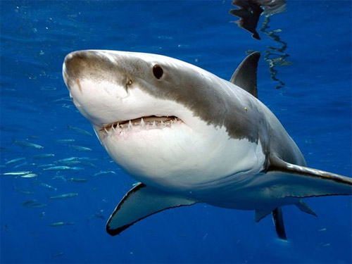white shark photo