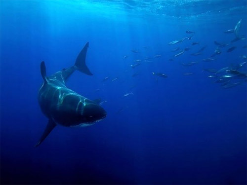 White Shark Lurks Photo