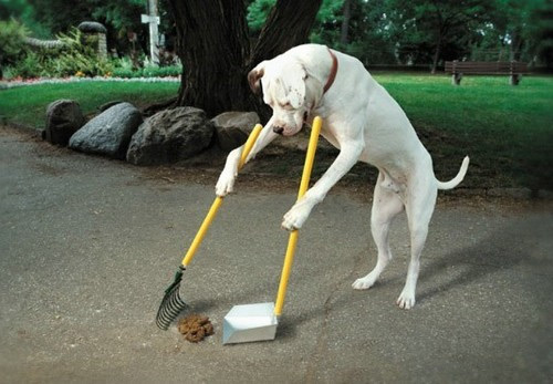 dog sweeping
