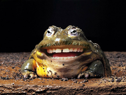 smiling frog