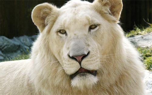 white lion wallpaper