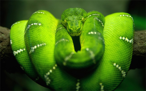 green tree python wallpaper
