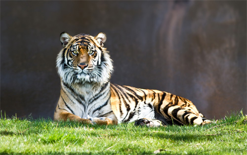 tiger the stare wallpaper