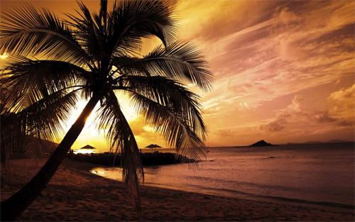 palm beach sunset wallpaper