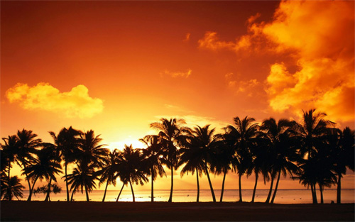 palm tree sunset wallpaper
