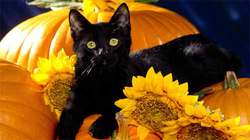 Halloween black cat wallpaper