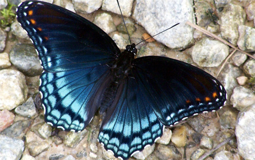 Red Spotted Purple Butterfly wallpaper