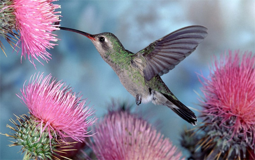 colibri bird wallpaper