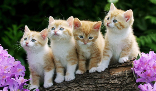 cute kittens wallpaper