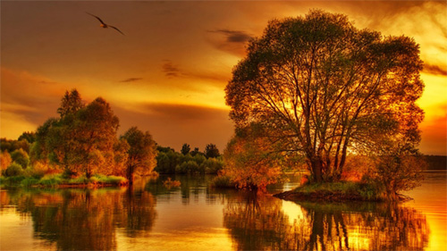 beautiful trees sunset wallpaper