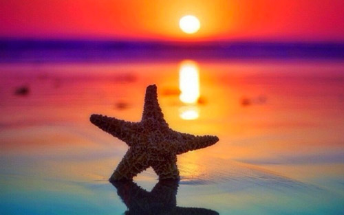 starfish sunrise wallpaper