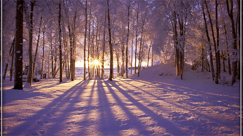 Winter sunrise wallpaper