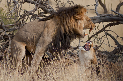 Lion Loving