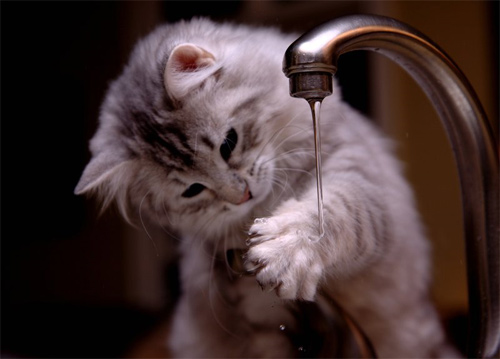 kitten and faucet