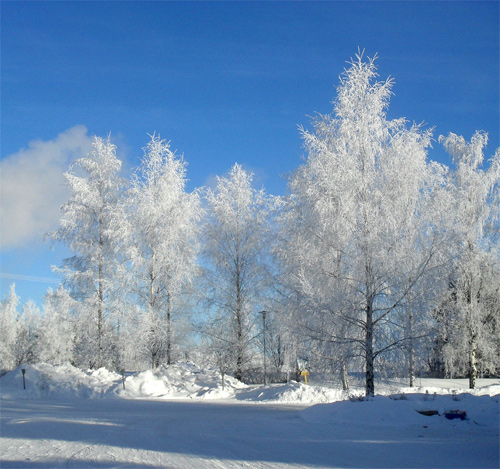 Finnish Winter