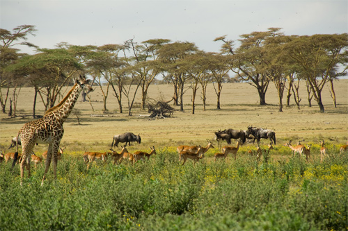 Wildlife-Crescent Island, Lake Naivasha, Kenya