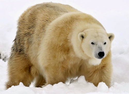 DSC8571-Mercedes the Polar Bear in the Snow at the Highland Wildlife Park Kincraig, Scotland