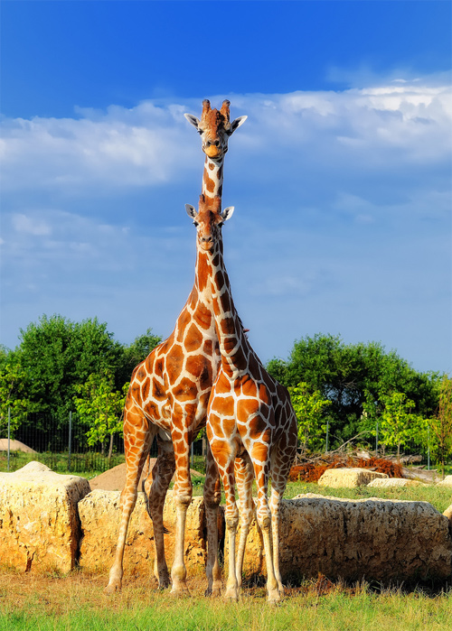 Tanganyika Wildlife Park-Me First