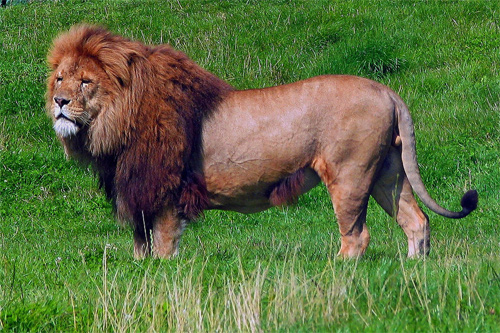 A Lion Photo