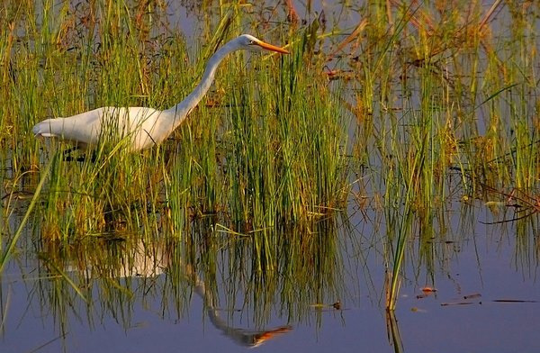 Hungry Egret