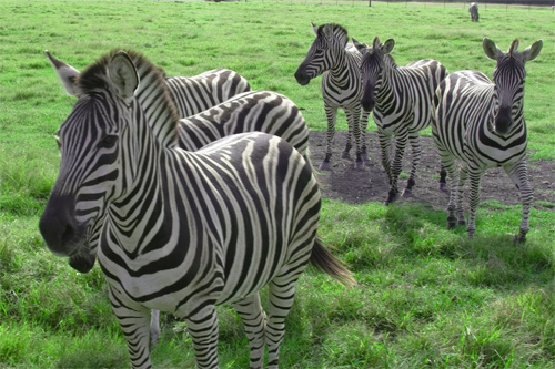 Zebras Everywhere