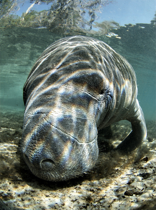 West Indian Manatee (endangered)