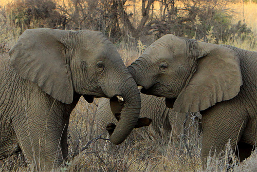 South Africa-Wildlife