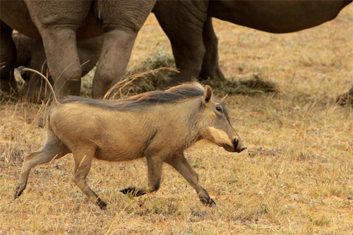 South Africa-Wildlife