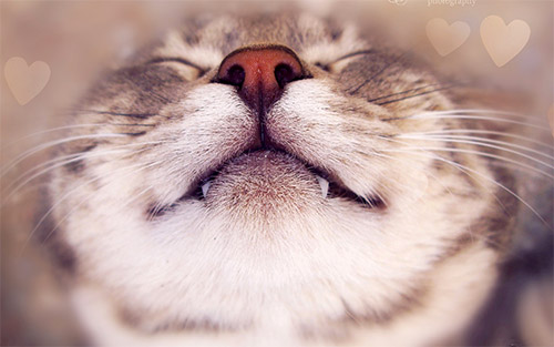 cute cat face wallpaper