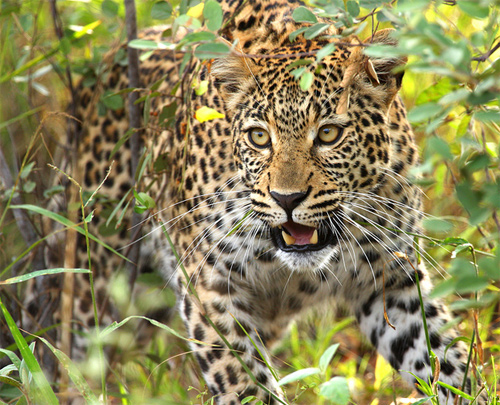 Leopard on Guard