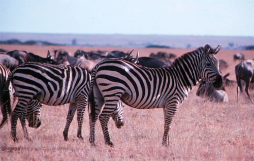 Zebras and the Wildebeest in the Masai Mara Game Reserve