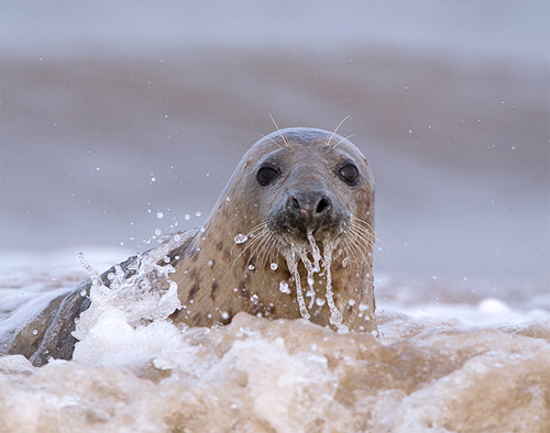 Grey Seal