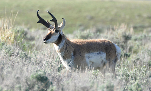 Pronghorn