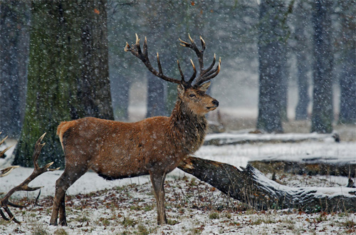 Woodland Stag