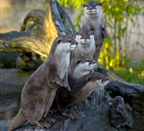 The Otters 0828d