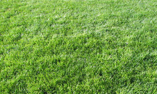 Grass Texture II