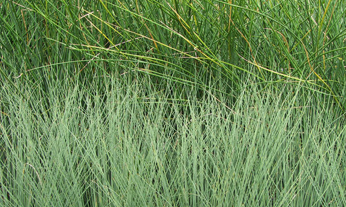 Grasses Texture