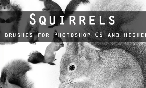 squirrels free photoshop brushes