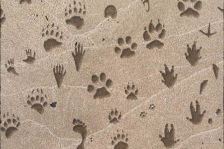 GIMP Animal Tracks Brushes