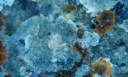 blue lichen texture