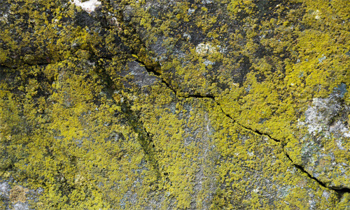 Large Crack on Green Moss